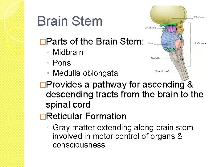 Brain Stem �Parts of the Brain Stem: ◦ Midbrain ◦ Pons ◦ Medulla oblongata