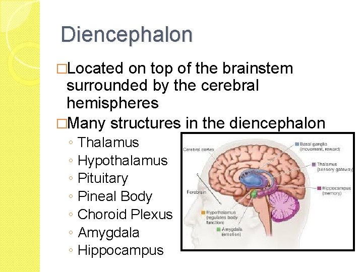 Diencephalon �Located on top of the brainstem surrounded by the cerebral hemispheres �Many structures