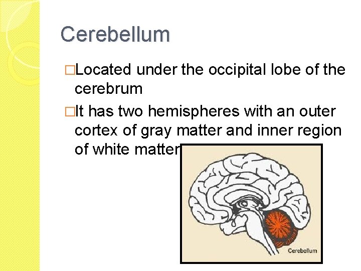 Cerebellum �Located under the occipital lobe of the cerebrum �It has two hemispheres with