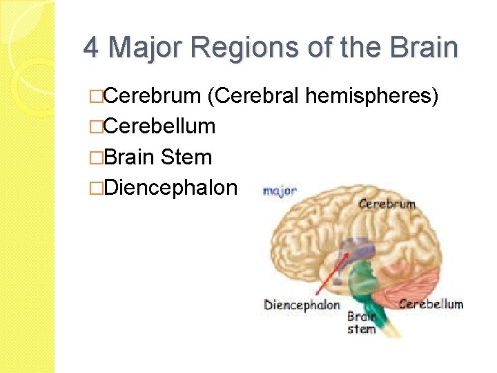 4 Major Regions of the Brain �Cerebrum (Cerebral hemispheres) �Cerebellum �Brain Stem �Diencephalon 