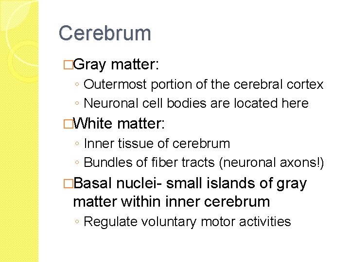 Cerebrum �Gray matter: ◦ Outermost portion of the cerebral cortex ◦ Neuronal cell bodies