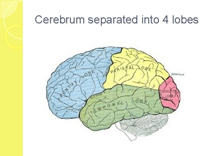 Cerebrum separated into 4 lobes 