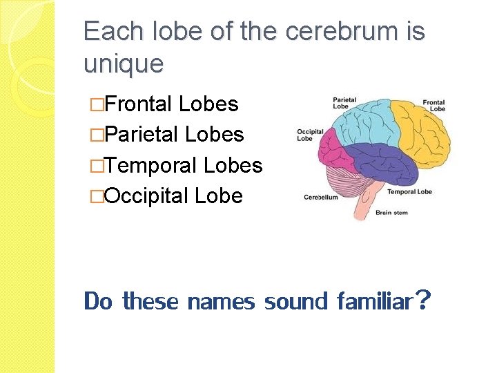 Each lobe of the cerebrum is unique �Frontal Lobes �Parietal Lobes �Temporal Lobes �Occipital