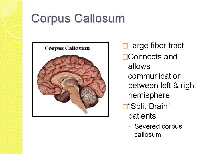 Corpus Callosum �Large fiber tract �Connects and allows communication between left & right hemisphere