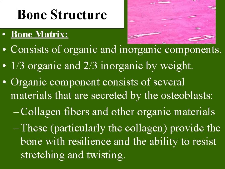 Bone Structure Bones are organs Thus theyre composed