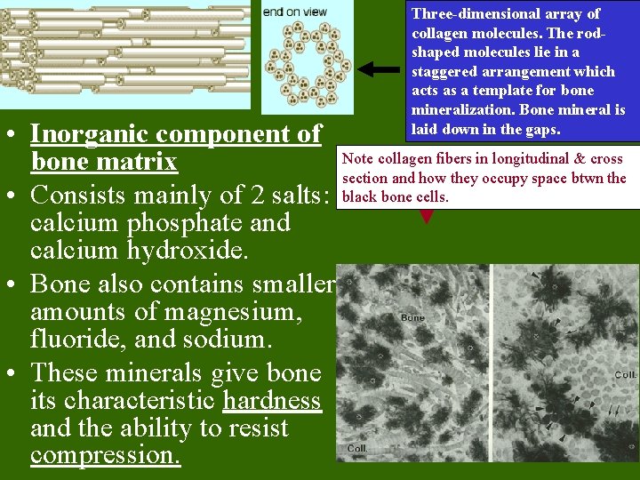 Three-dimensional array of collagen molecules. The rodshaped molecules lie in a staggered arrangement which