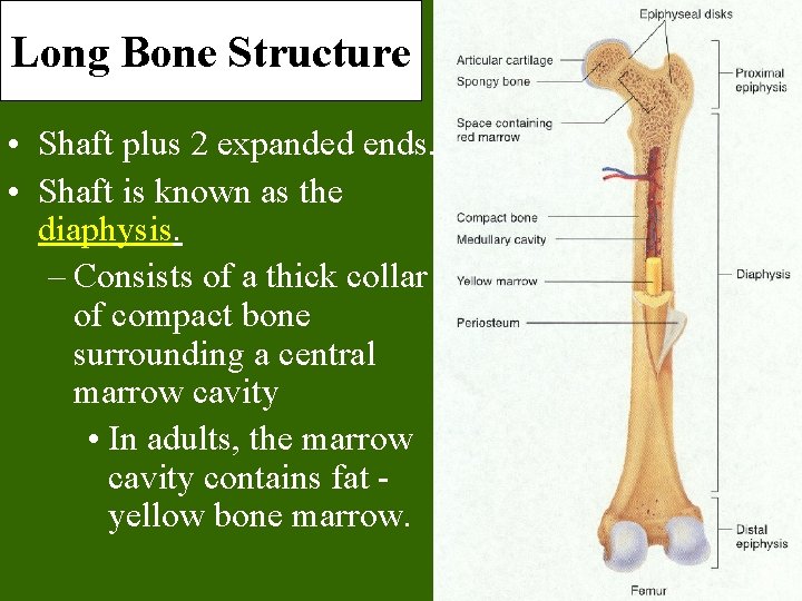 Long Bone Structure • Shaft plus 2 expanded ends. • Shaft is known as