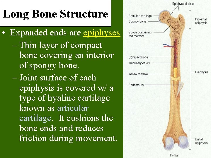 Long Bone Structure • Expanded ends are epiphyses – Thin layer of compact bone