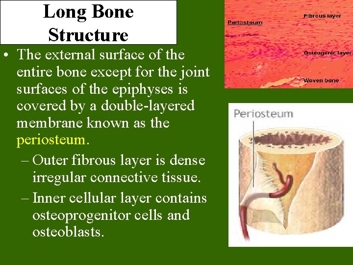 Long Bone Structure • The external surface of the entire bone except for the
