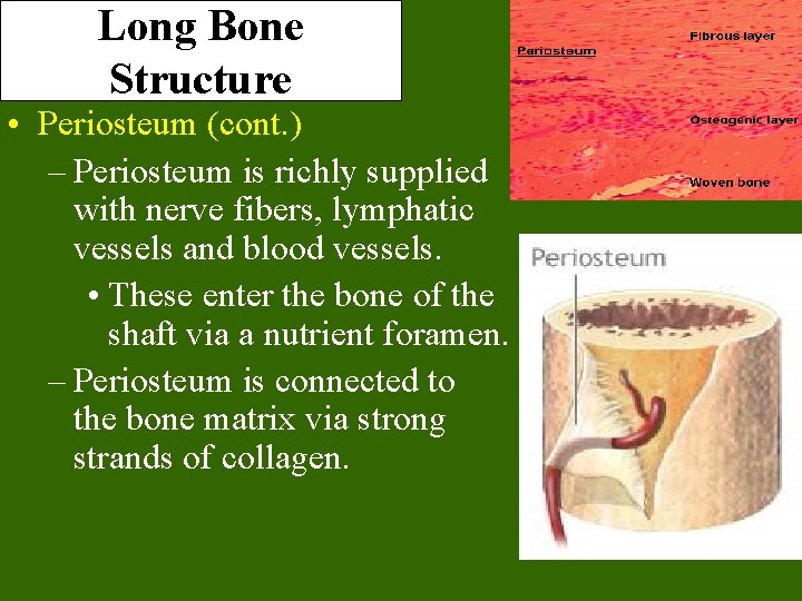 Long Bone Structure • Periosteum (cont. ) – Periosteum is richly supplied with nerve