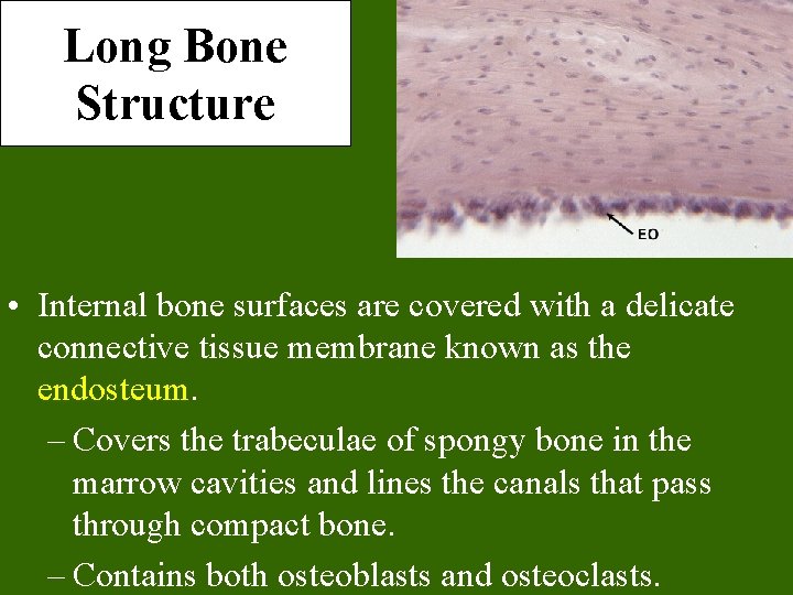 Long Bone Structure • Internal bone surfaces are covered with a delicate connective tissue