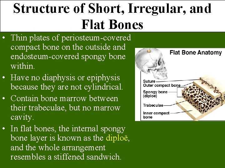 Structure of Short, Irregular, and Flat Bones • Thin plates of periosteum-covered compact bone