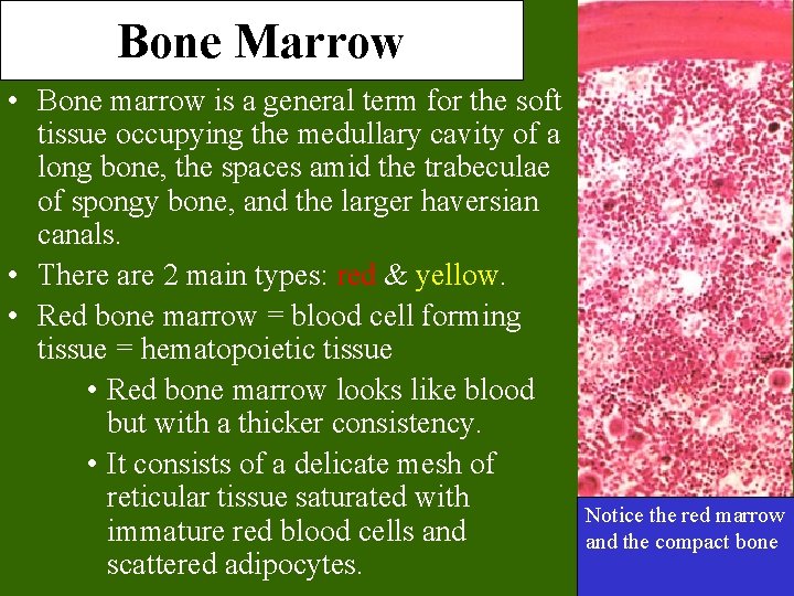 Bone Marrow • Bone marrow is a general term for the soft tissue occupying