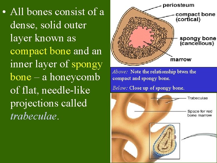  • All bones consist of a dense, solid outer layer known as compact