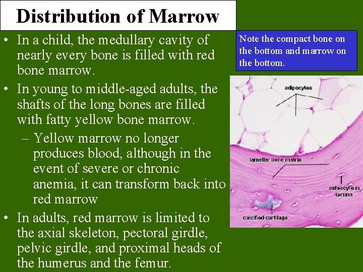 Distribution of Marrow • In a child, the medullary cavity of nearly every bone