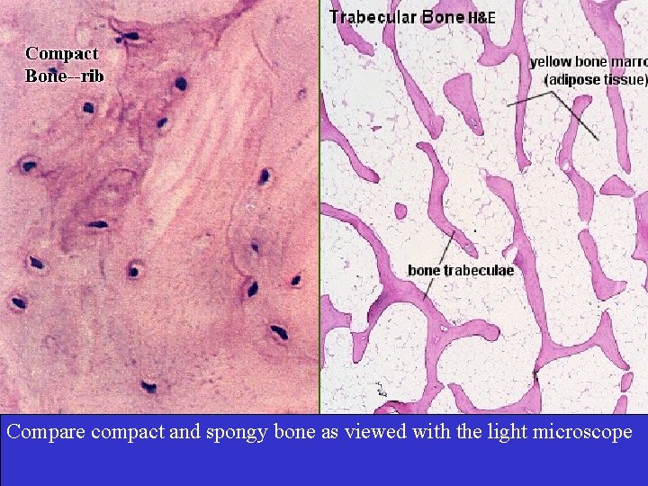 Compare compact and spongy bone as viewed with the light microscope 