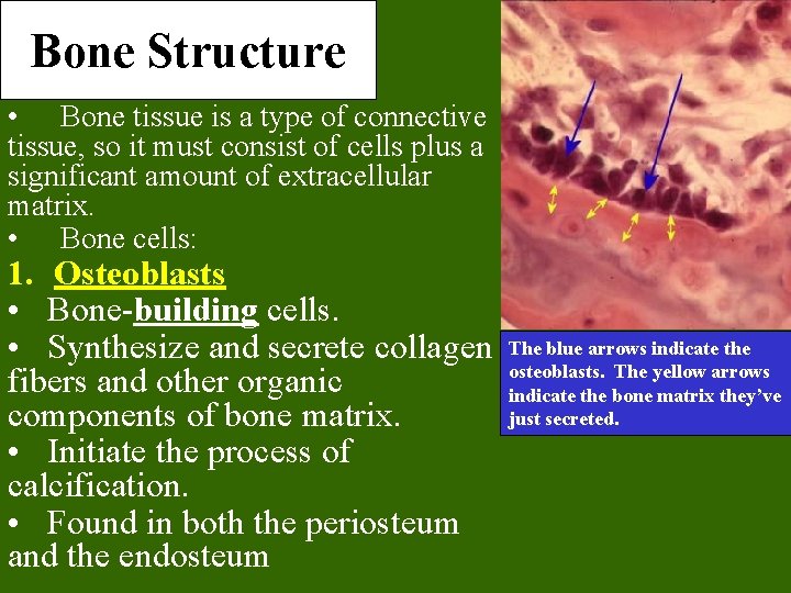 Bone Structure • Bone tissue is a type of connective tissue, so it must