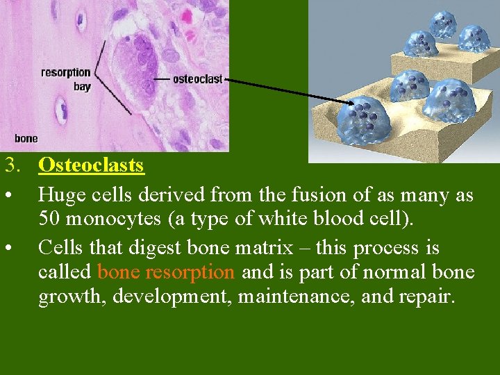 3. Osteoclasts • Huge cells derived from the fusion of as many as 50