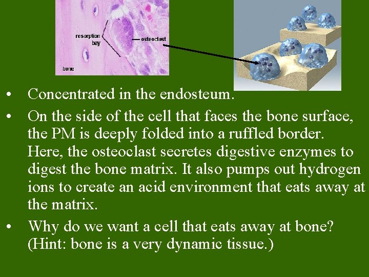  • Concentrated in the endosteum. • On the side of the cell that