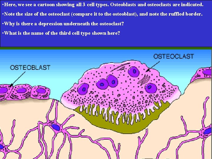  • Here, we see a cartoon showing all 3 cell types. Osteoblasts and