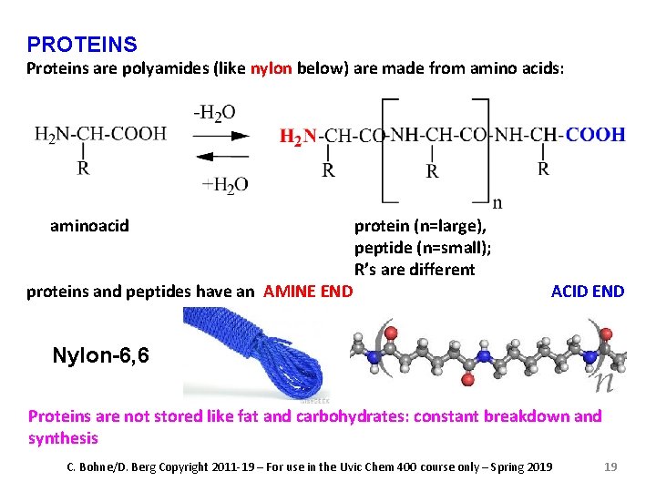 PROTEINS Proteins are polyamides (like nylon below) are made from amino acids: aminoacid proteins