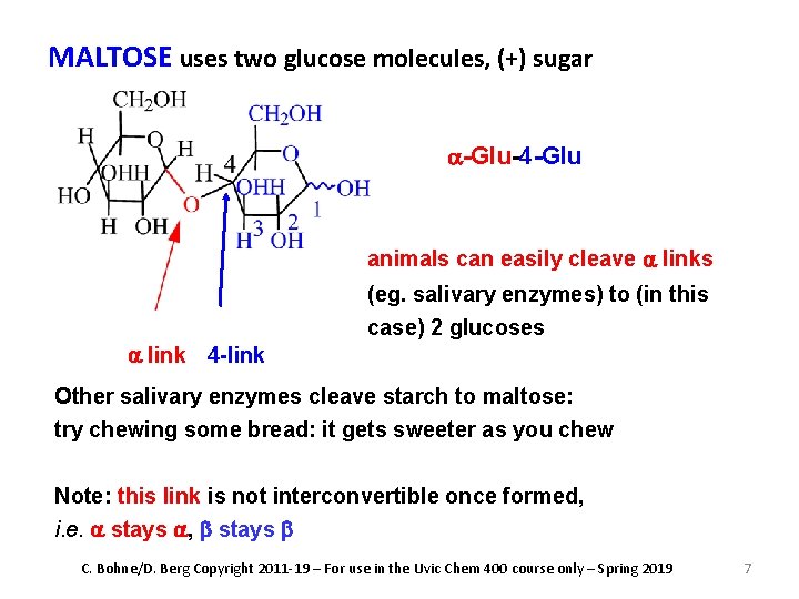 MALTOSE uses two glucose molecules, (+) sugar a-Glu-4 -Glu animals can easily cleave a