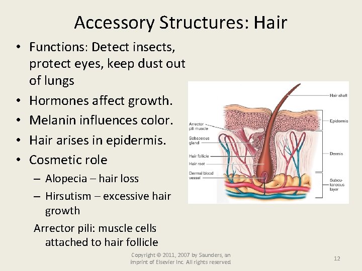 Accessory Structures: Hair • Functions: Detect insects, protect eyes, keep dust out of lungs