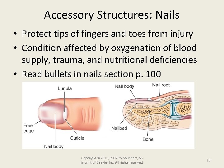 Accessory Structures: Nails • Protect tips of fingers and toes from injury • Condition