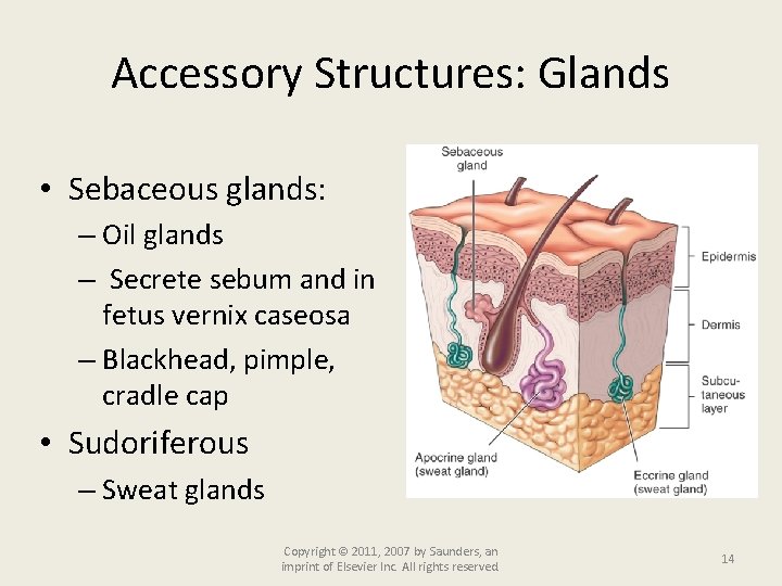 Accessory Structures: Glands • Sebaceous glands: – Oil glands – Secrete sebum and in
