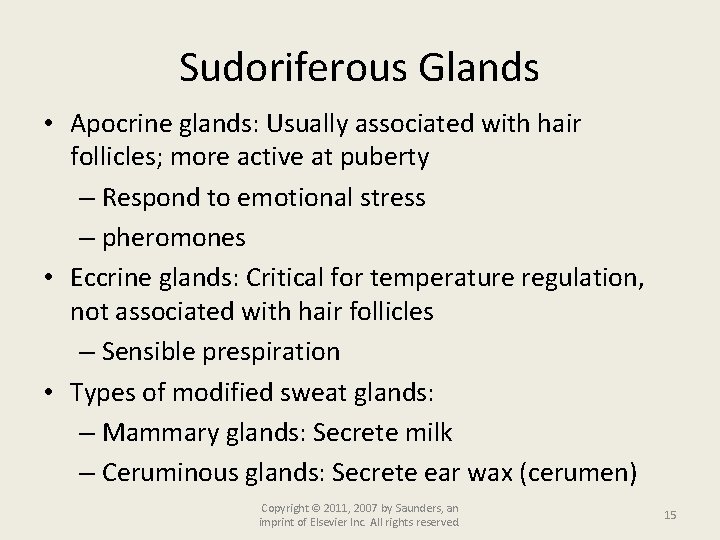 Sudoriferous Glands • Apocrine glands: Usually associated with hair follicles; more active at puberty