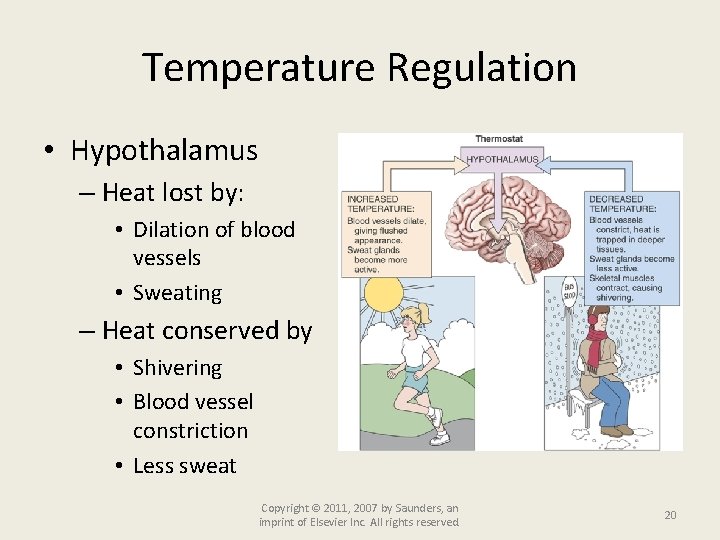 Temperature Regulation • Hypothalamus – Heat lost by: • Dilation of blood vessels •