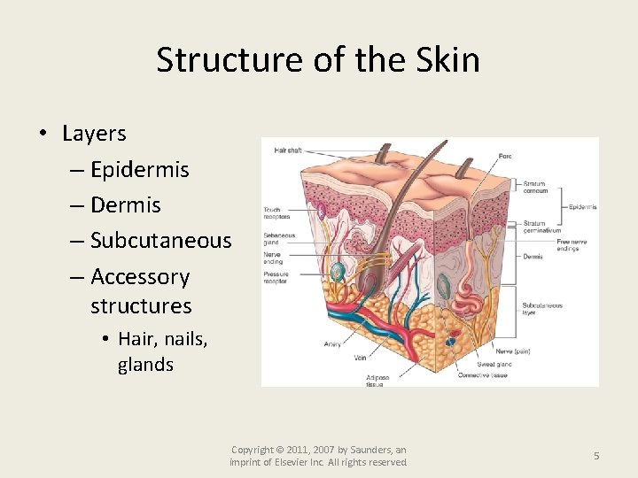 Structure of the Skin • Layers – Epidermis – Dermis – Subcutaneous – Accessory