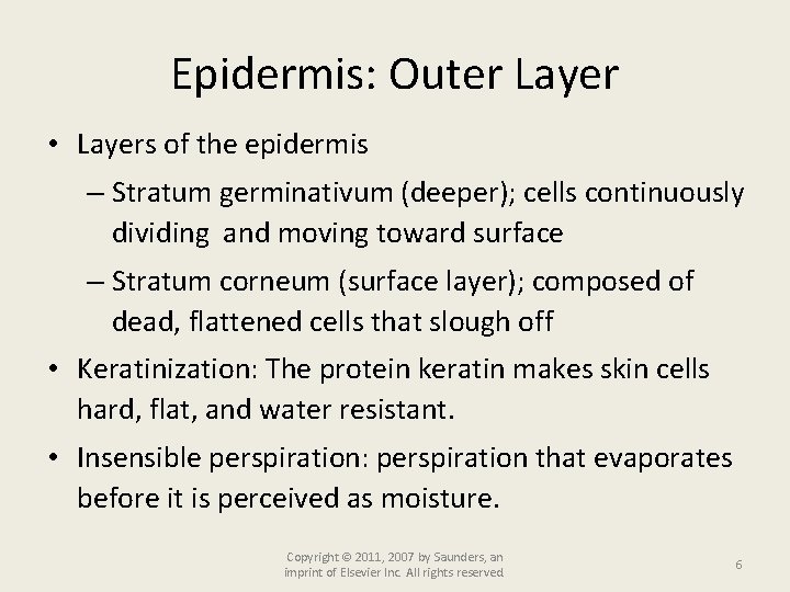 Epidermis: Outer Layer • Layers of the epidermis – Stratum germinativum (deeper); cells continuously