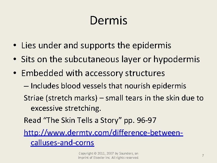 Dermis • Lies under and supports the epidermis • Sits on the subcutaneous layer