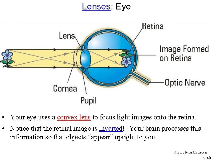Lenses: Eye • Your eye uses a convex lens to focus light images onto