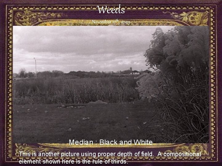 Weeds November 17 th, 2009 Median : Black and White This is another picture