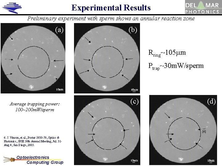 Experimental Results Preliminary experiment with sperm shows an annular reaction zone (a) (b) Rring~105