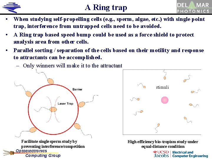 A Ring trap • When studying self-propelling cells (e. g. , sperm, algae, etc.