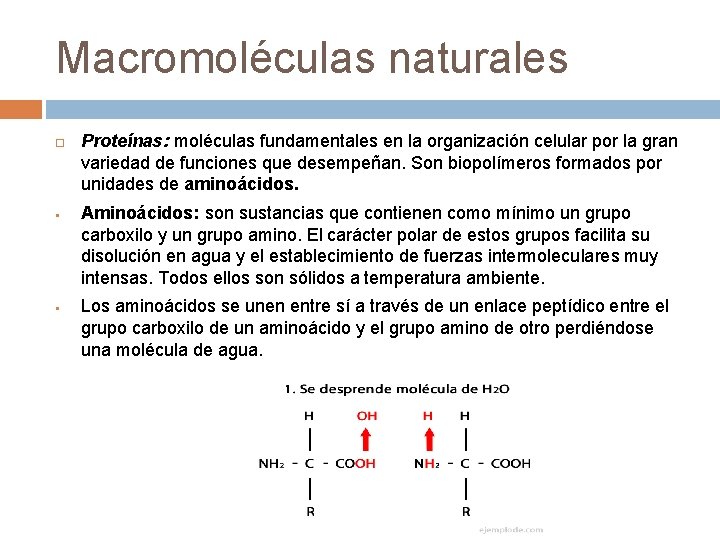 Macromoléculas naturales § § Proteínas: moléculas fundamentales en la organización celular por la gran