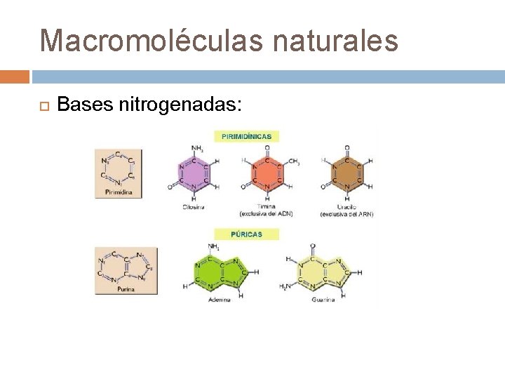 Macromoléculas naturales Bases nitrogenadas: 