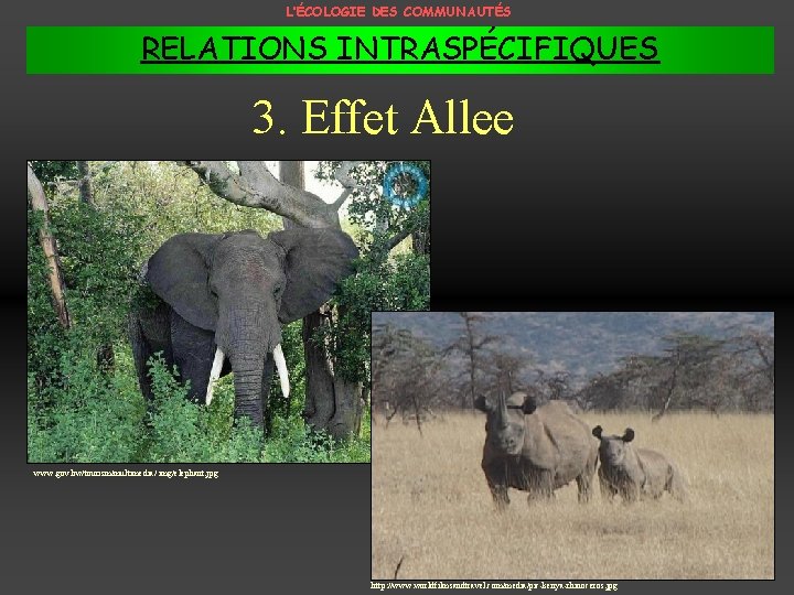 L’ÉCOLOGIE DES COMMUNAUTÉS RELATIONS INTRASPÉCIFIQUES 3. Effet Allee www. gov. bw/tourism/multimedia/ img/elephant. jpg http: