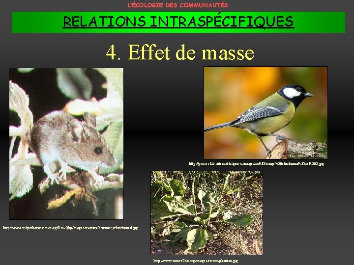 L’ÉCOLOGIE DES COMMUNAUTÉS RELATIONS INTRASPÉCIFIQUES 4. Effet de masse http: //perso. club-internet. fr/geoca/images/m%E 9