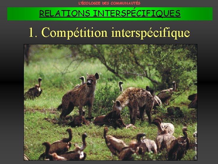 L’ÉCOLOGIE DES COMMUNAUTÉS RELATIONS INTERSPÉCIFIQUES 1. Compétition interspécifique 