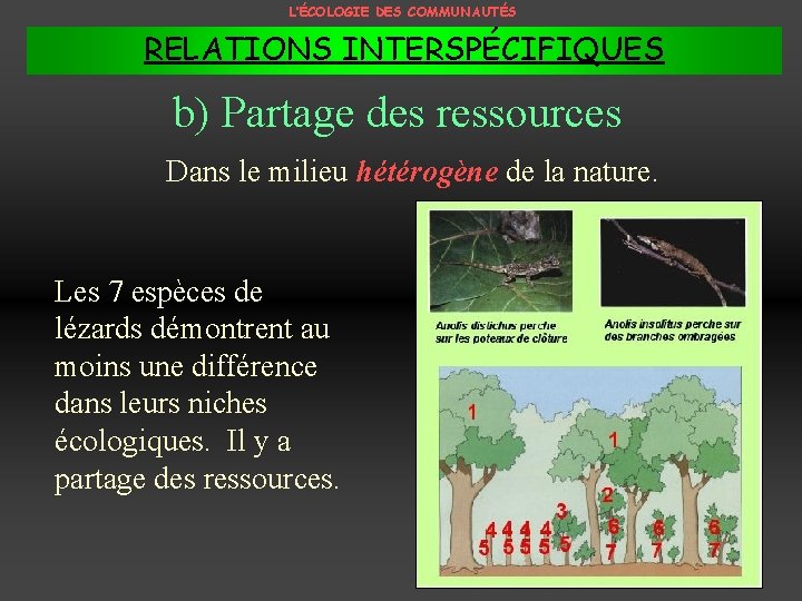 L’ÉCOLOGIE DES COMMUNAUTÉS RELATIONS INTERSPÉCIFIQUES b) Partage des ressources Dans le milieu hétérogène de