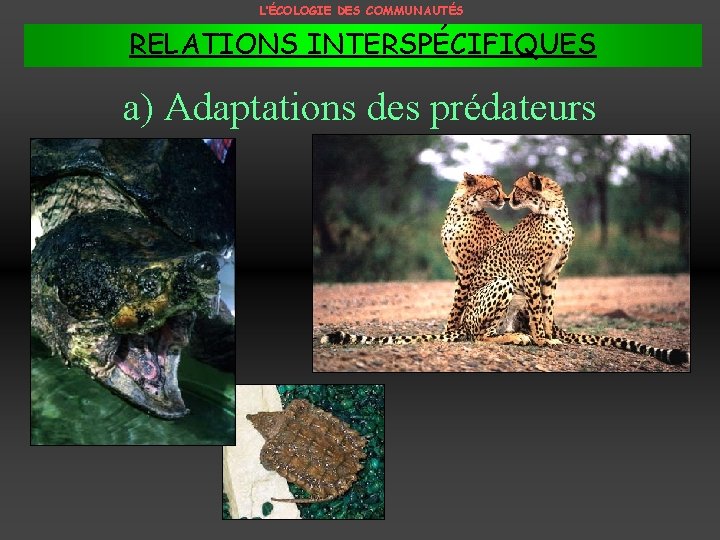 L’ÉCOLOGIE DES COMMUNAUTÉS RELATIONS INTERSPÉCIFIQUES a) Adaptations des prédateurs 