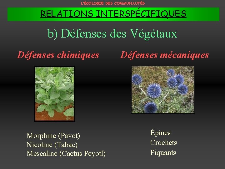 L’ÉCOLOGIE DES COMMUNAUTÉS RELATIONS INTERSPÉCIFIQUES b) Défenses des Végétaux Défenses chimiques Morphine (Pavot) Nicotine