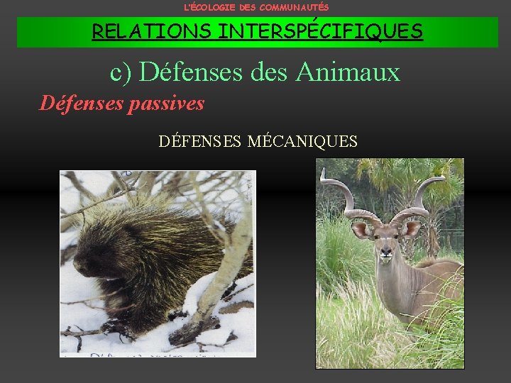 L’ÉCOLOGIE DES COMMUNAUTÉS RELATIONS INTERSPÉCIFIQUES c) Défenses des Animaux Défenses passives DÉFENSES MÉCANIQUES 