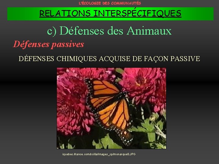 L’ÉCOLOGIE DES COMMUNAUTÉS RELATIONS INTERSPÉCIFIQUES c) Défenses des Animaux Défenses passives DÉFENSES CHIMIQUES ACQUISE