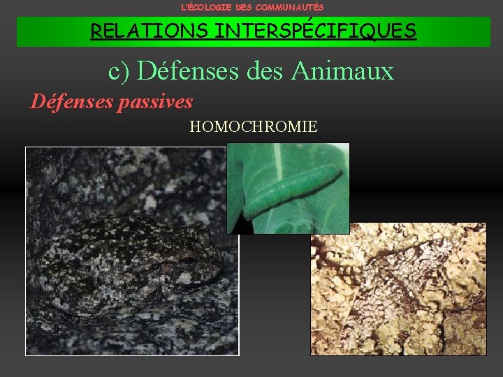 L’ÉCOLOGIE DES COMMUNAUTÉS RELATIONS INTERSPÉCIFIQUES c) Défenses des Animaux Défenses passives HOMOCHROMIE 