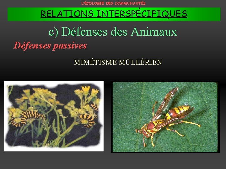 L’ÉCOLOGIE DES COMMUNAUTÉS RELATIONS INTERSPÉCIFIQUES c) Défenses des Animaux Défenses passives MIMÉTISME MÜLLÉRIEN 